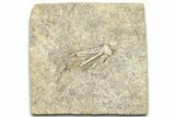 Fossil Crinoid (Phanocrinus) - Anna, Illinois #326086-1